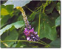 Pueraria lobata (Kudzu) extract