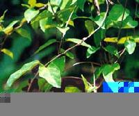 Gymnema Extract