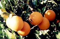 Navel Orange