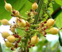 Guarana Extract