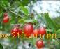 Wolfberry Extract Powder