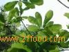  Magnolia   Bark   Extract 