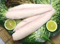 Frozen  Pangasius   Hypophthalmus   Fillet 
