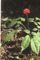 Notoginseng Extract