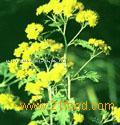 Chrysanthemum Extract
