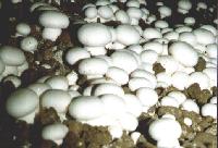  White   mushroom 