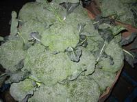 Fresh Broccoli
