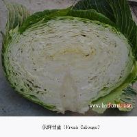 Fresh Cabbage