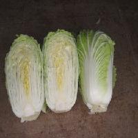 Fresh Chinese Cabbage