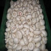 Fresh Mushroom
