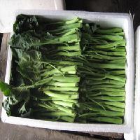 Fresh Chinese  Kale 