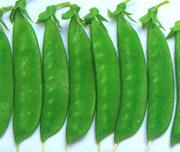 Fresh Sweet Broad Pea