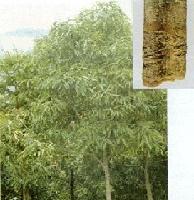  Cassia   Bark   Oil 
