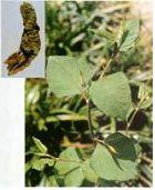Giant Knotweed PE