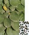  Fructus   Schisandra  Oil