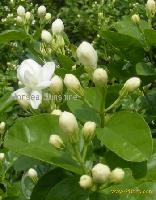 Jasmine (top note) essential oil