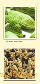 Chilli Coarse