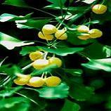  Ginkgo  Biloba  Leaf  Extract