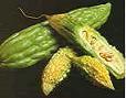 Bitter Melon Extract