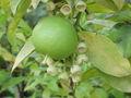 Guanxi Honey Pomelo