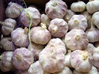 Normal Wihte Garlic