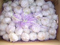 Pure White Garlic