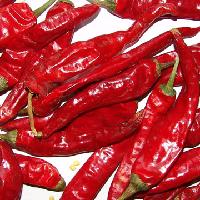  Wangdu   chilli 