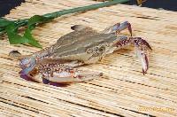 Portunus Pelagicus