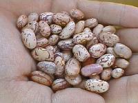  Light   speckled  kidney  beans 