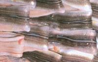 Conger eel