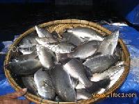 BARRAMUNDI WHOLE FISH
