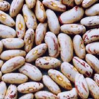 LIGHT SPECKLED KIDNEY BEANS LONG SHAPE