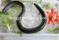 Frozen  Gutted   Eel  (Anguilla/Japonica Specis)