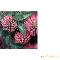 Red Clover Extract 20-40% Isoflavones