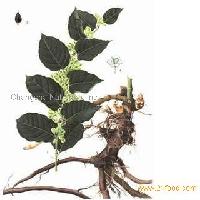 Giant Knotweed Extract ----Resveratrol