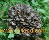 Grifola Frondosa (Maitake) Powder/ Polysaccharide