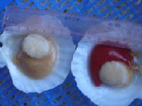 Frozen half shell scallop,IQF