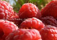 Raspberry