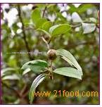 Tea Tree oil