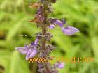 Coleus forskohlii (Willd.) Briq. Extract