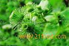 Arctium lappa L. Extract