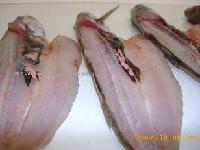  Blue   Whiting  (Micromesistius poutassou)