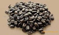  Coffe 