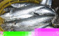Japanese Spanish mackerel