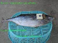 Bonito tuna