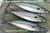 Chub mackerel