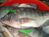 Tilapia