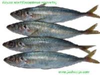 Round scad
