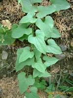 wild yam PE