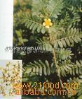 Tribulus Terrestris PE